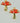 RED MUSHROOM
